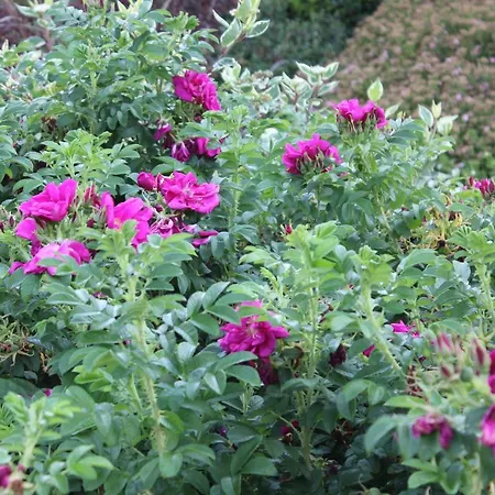 Daeschinger Zweiradparadies * Mastershausen